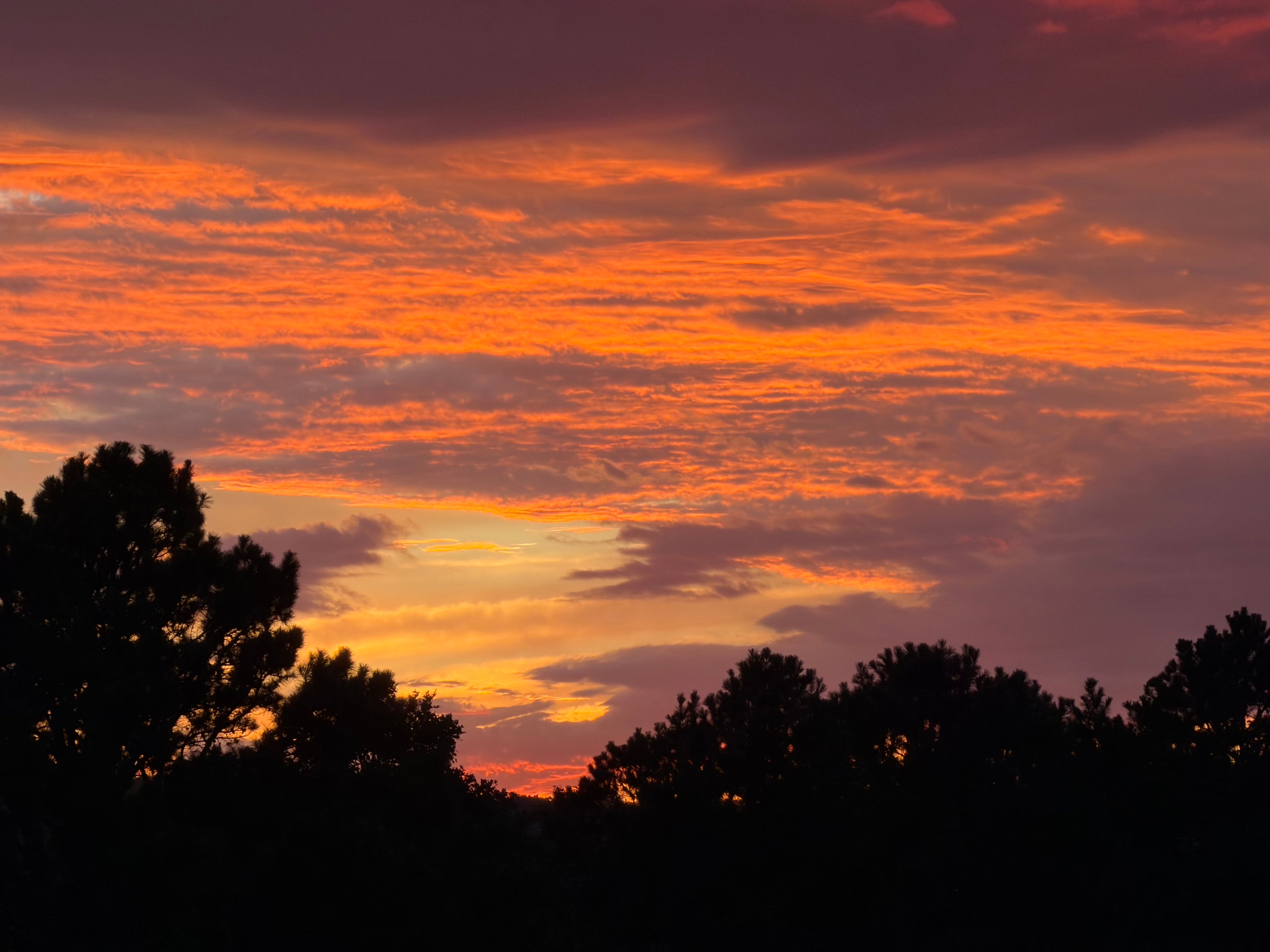 Ozarks sunset over the pines